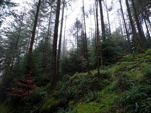 Upcoming ProSilva Ireland field day at Knockrath Forest, Co. Wicklow – Sat 3 Oct 2015